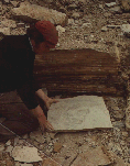 Iguanadon print found during quarrying in 1980's