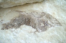 "Fossil Fish" - Click for a bigger picture!