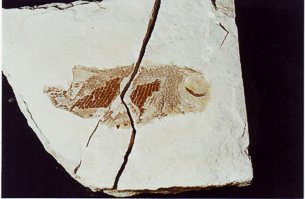 "Fossil Fish" - "Click for a bigger picture"