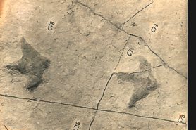 "Dinosaur Footprints found at Suttle Stone" - Click for a bigger picture!