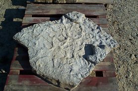 "Cast from Dinosaur Footprint" - Click for a bigger picture!