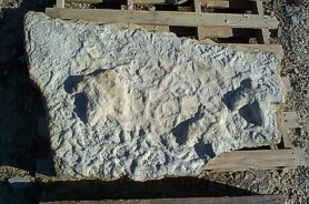 "Cast from Dinosaur Footprint" - Click for a bigger picture!