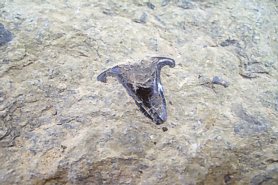 "Fossil Shark Tooth" - Click for a bigger picture!